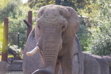 Fototapeta premium A really big elephant tries to get some food out of the grid. The biggest animal on earth. Amazing how big and beautiful the elephants are.