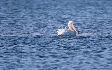 Juvenile white pelicans and other birds are enjoying autumn time in a lake