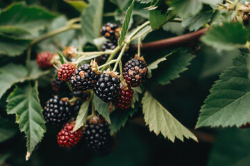 Blackberries on a bush, close-up..Harvesting and healthy eating concept.Selective focus with shallow depth of field.