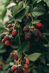 Blackberries on a bush, close-up..Harvesting and healthy eating concept.Selective focus with shallow depth of field.