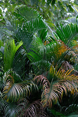 fern leaf background