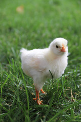 Baby Chick in grass