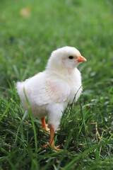 Baby chick in grass