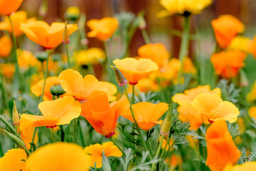 Yellow flowers of the eschscholzia californica.Floral natural background.Summer concept.Selective focus with shallow depth of field.