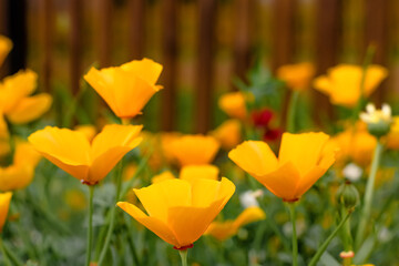 Yellow flowers of the eschscholzia californica.Floral natural background.Summer concept.Copy space,selective focus with shallow depth of field.
