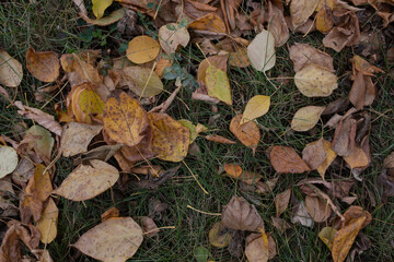 Fallen yellow leaves on green grass. Autumn leaf fall.