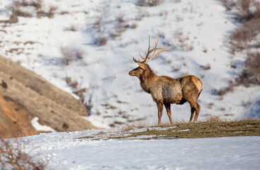 Deer in the snow against the sky and mountains. A herd of wild deer.