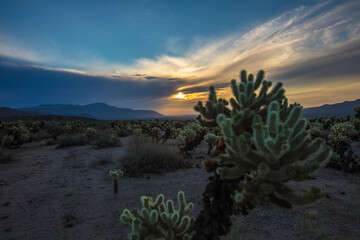 Cholla sunrise in the Joshua Tree