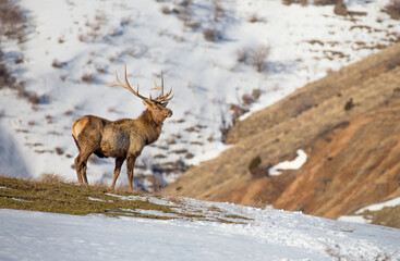 Deer in the snow against the sky and mountains. A herd of wild deer.
