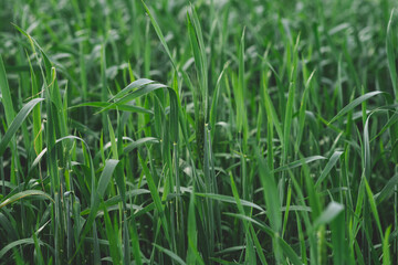 In summer, the green wheat in the fields is growing vigorously. Selective focusing of young green wheat or barley field in agriculture scene.