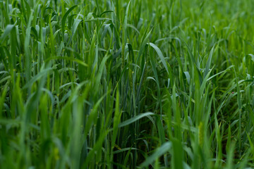 Obraz premium In summer, the green wheat in the fields is growing vigorously. Selective focusing of young green wheat or barley field in agriculture scene.