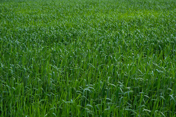 In summer, the green wheat in the fields is growing vigorously. Selective focusing of young green wheat or barley field in agriculture scene.