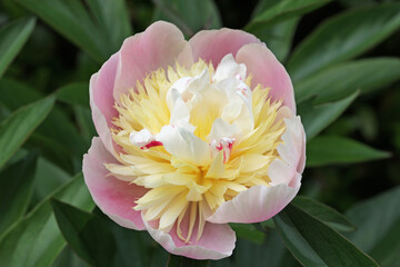 Pink, yellow and white peony flower in close up