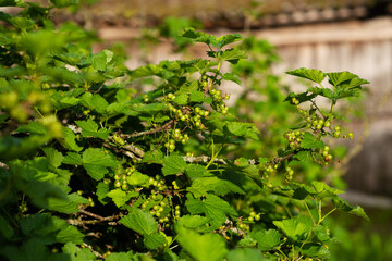 Wild berry bush with green berries. Wild berries on a green vegetative background in wood.