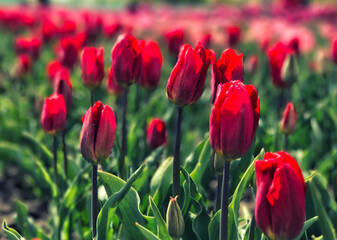 Bright and colorful flowers on the background of spring landscape. Group of colorful tulip. Flower tulip lit by sunlight. Soft selective focus. Toned image. Retro grain and noise effect.