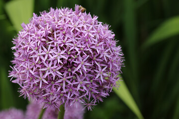 Purple dutch garlic flower