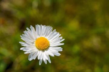 Obraz premium Flower