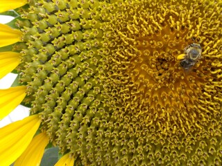 Bee on a sunflower