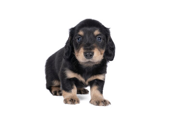 Closeup of a bi-colored longhaired  wire-haired Dachshund dog isolated on a white background