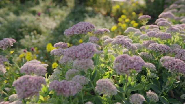 The sun's rays fall on sedum flowers bloom in the flowerbed of the botanical garden. 