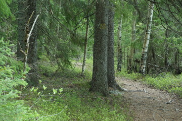 Pathway trough the forest