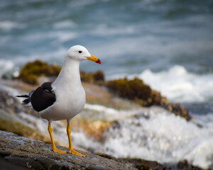 Peruvian Gull with the ocean in the background