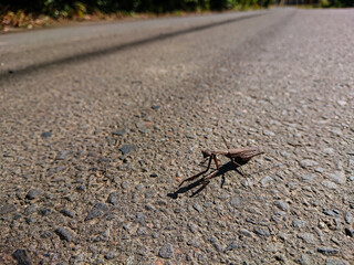 spider on the ground
