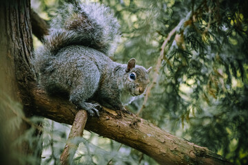 squirrel resting on a tree