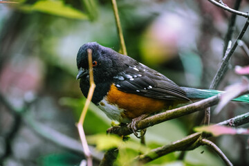 bird on a branch