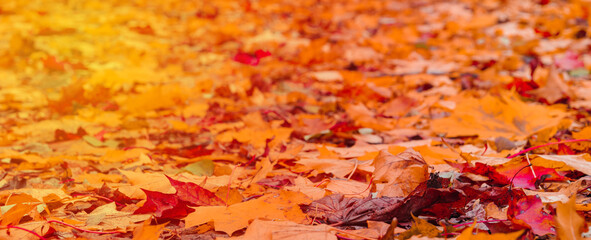 beautiful background of autumn leaves, the leaves are red and yellow