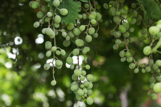 Bunches of white grapes with rotten berries on the vine affected by fungal disease Powdery Mildew or Oidium or Uncinula necator.