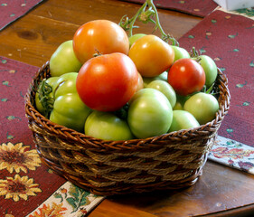 Basket of hand picked home garden tomatoes 