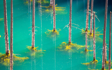 Lake Kaindy sunken forest in Kazakhstan. Beautiful mountain nature landscape. Blue lake Kolsai top view. Panoramic view of the nature reserve.