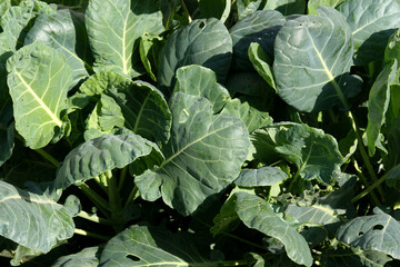Naklejka premium Close up background of Brussels sprout cabbage plant leaves