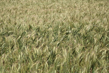 ripening field of wheat