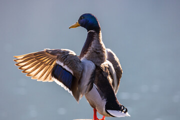 Germano reale che si esibisce