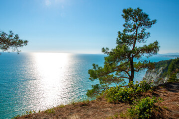 A lonely pine tree grows on the cliff of the sea. Glare from the sun on the sea