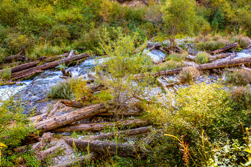 fallen trees in the river after the earthquake