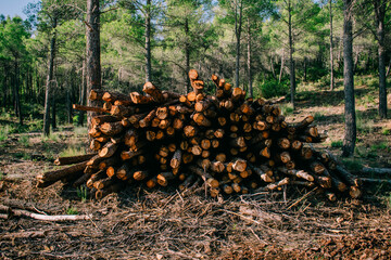 Montón de troncos de árbol apilados para leña
