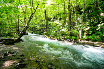 奥入瀬渓流、初夏、緑の葉、綺麗、日本、青森県、十和田湖、苔、緑苔、岩、森、木々、美しい森、美しい川、美しい世界