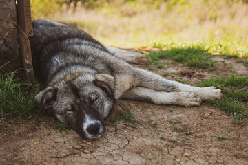 The dog sleeps on the ground. The dog sleeps in the shade