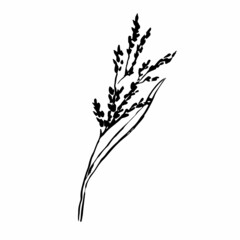 Autumn sketch outline herb. Hand-drawn line grass with seeds isolated on white background. Doodle Inked graphic plant image. Nature, field, forest, summer sign. Vector botanical season illustration