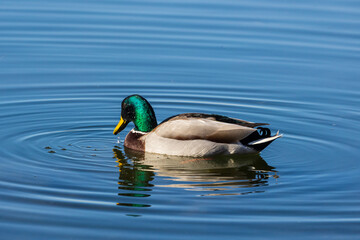 Germano reale maschio nel lago di Piano