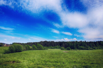 forest and sky