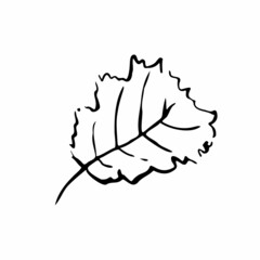Autumn sketch outline leaf. Hand-drawn line textured herb on white background. Doodle graphic plant image. Nature, gardening, forest, fall sign. Carved inked leaf. Vector botanical season illustration