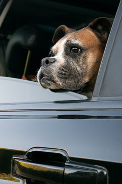 Perro Boxer mirando por la ventanilla de un coche