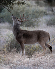 Buck making a scrape