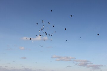 Obraz premium a flock of pigeons in the sky