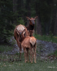 Elk with Calf