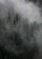 Misty Foggy Forest